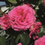 Rose Maritim