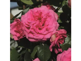 Rose Maritim