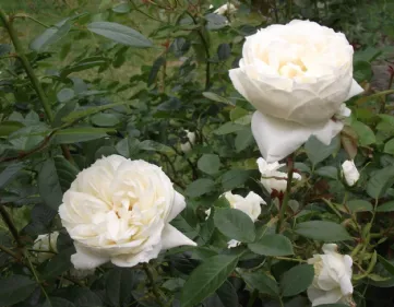 Rose Mon Jardin Ma Maison