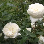 Rose Mon Jardin Ma Maison