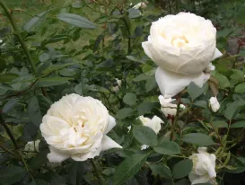 Rose Mon Jardin Ma Maison