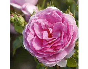 Ozeana rosa rampicante