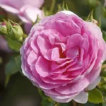 Ozeana rosa rampicante