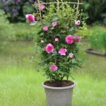 Ozeana rosa rampicante