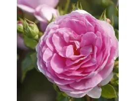 Ozeana rosa rampicante