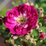 Rose Perennial Blue