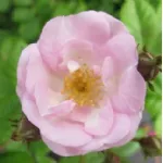 Rose Perennial Blush