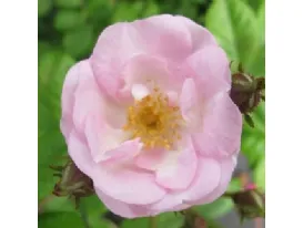 Rose Perennial Blush