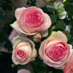 Rose Pierre de Ronsard