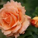 Rose Polka 91