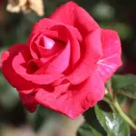 Rosa Red Flame