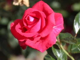 Rosa Red Flame