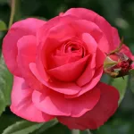 Rosa Rosanna