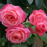 Rosa Rosanna