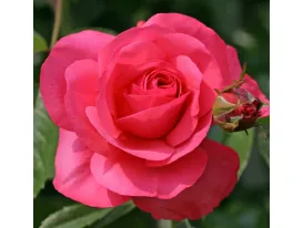 Rosa Rosanna