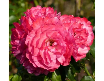 Rose Rosarium Uetersen