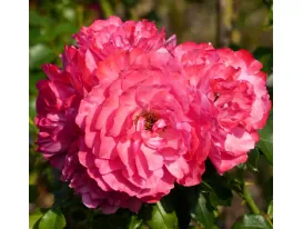 Rose Rosarium Uetersen