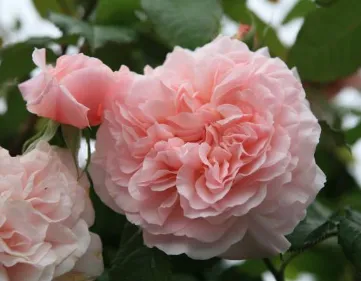 Rose de Tolbiac