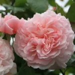 Rose de Tolbiac