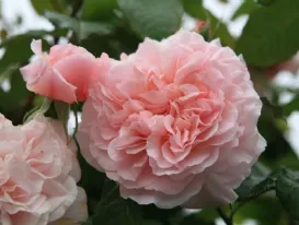 Rose de Tolbiac