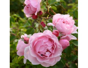 Rose Rosildea® Dalrosilde