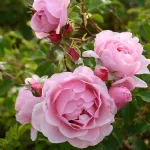 Rose Rosildea® Dalrosilde