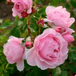 Rose Rosildea® Dalrosilde