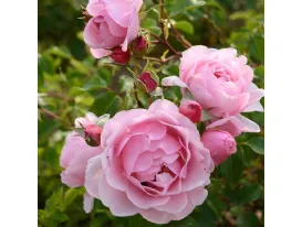 Rose Rosildea® Dalrosilde