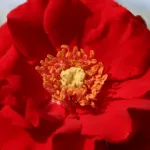 Rose Roter Korsar