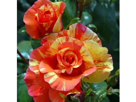 Rose Sorbet Fruité