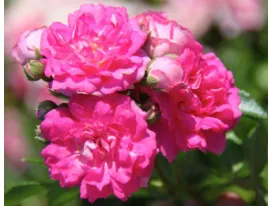 Rose Super Dorothy