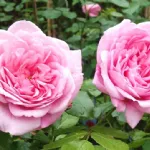 Rose Sweet Laguna