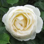 Rosa Uetersener Klosterrose