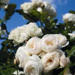 Rosa Uetersener Klosterrose