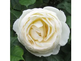 Rosa Uetersener Klosterrose