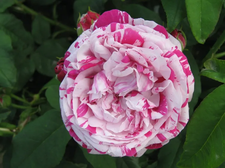Variegata di Bologna