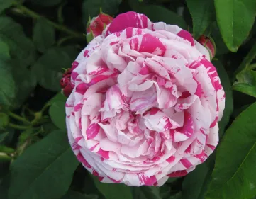 Rosa Variegata di Bologna