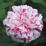 Rosa Variegata di Bologna