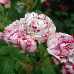 Rosa Variegata di Bologna