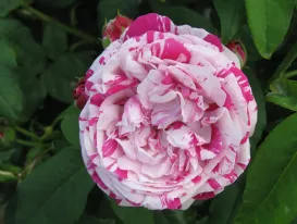 Rosa Variegata di Bologna