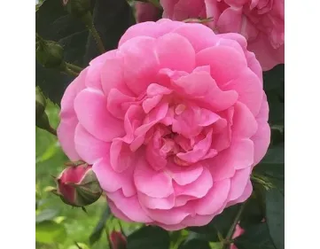 Volare® rosa rampicante