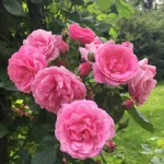 Volare® rosa rampicante