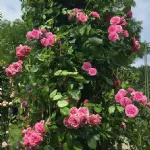 Volare® rosa rampicante