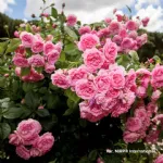 Volare® rosa rampicante