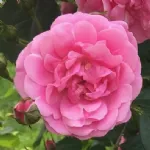 Volare® rosa rampicante