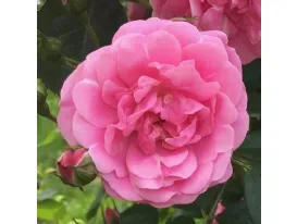 Volare® rosa rampicante