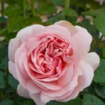 Rosa Aphrodite