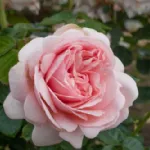 Rosa Aphrodite