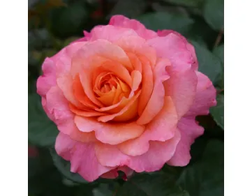 Rosa Augusta Luise