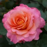 Rosa Augusta Luise